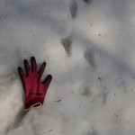 アライグマの足跡